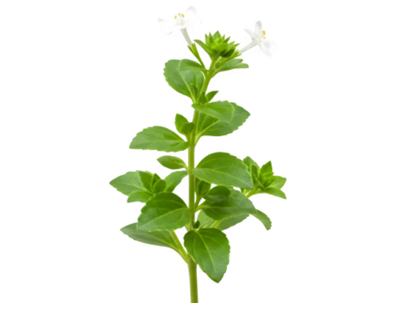 Bacopa monnieri